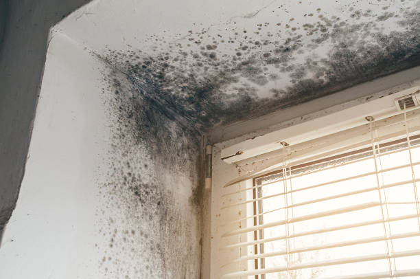 Mold Removal service in Petersburg